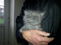 In the early 1900's persians started being brought to america and became all the rage. Maine Coon Ragdoll Mix Cats Shefalitayal