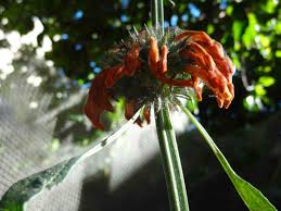 Image result for Leonotis decadonta