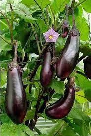 Heirloom Eggplant Black Beauty Vegetable Seed Garden Organic Non Gmo Container Friendly Aubergine Solanum Melongena Growing Organic Tomatoes Heirloom Vegetables Organic Vegetables