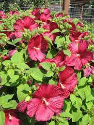 Hibiscus Moscheutos Luna Red Plant Finder Red Plants Plant Texture Hibiscus