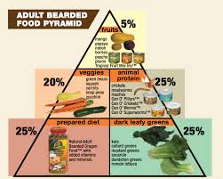 Complete Bearded Dragon Diet Bearded Dragon Diet Bearded Dragon Food Bearded Dragon Care