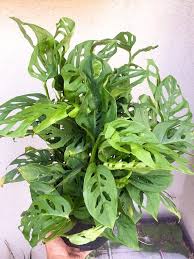 Rare Hard To Find Monstera Adansonii Monstera Friedrichsthalii Plants Garden Vines Plants In Bottles