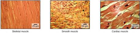 Check spelling or type a new query. 6 2 Types Of Muscles Introductory Animal Physiology
