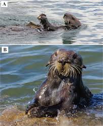 They live mainly on land that is very close to bodies of water. Wild Sea Otter Mussel Pounding Leaves Archaeological Traces Scientific Reports