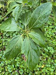 Image result for Nesaea polycephala