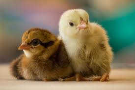 We did not find results for: Cara Mudah Ternak Ayam Petelur Agar Sukses