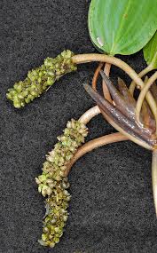 Image result for Potamogeton nodosus