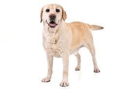 Most Popular Dog Breeds American Kennel Club