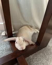 We've got another HSU Success Story for you, and let us preface it by  saying it's one "hoppy" tale! 🐰 This week's story is all about Magical  Mavis! Here is what her