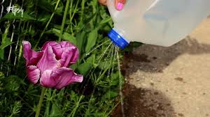 Whether you are picking out a flower bouquet for a weddin. Even In Wisconsin Even Now Gardening From Seeds Can Be Better