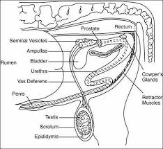 Beef Bull Fertility Bull Horse Anatomy Animal Science