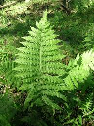 Image result for Christella