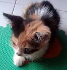 fakta kucing
