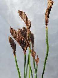 Image result for Schizaea