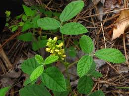 Image result for Rhynchosia procurrens