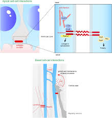 Which animal cell junction is correctly matched with its function. Frontiers Extracellular Control Of Radial Glia Proliferation And Scaffolding During Cortical Development And Pathology Cell And Developmental Biology