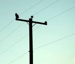 Owl On Telephone Pole New Art Line Art Art Inspo
