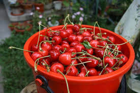 Porumbelul este una dintre cele mai intalnite specii de pasari din europa, chiar daca aparitia lui inseamna pace sau speranta, atunci cand cel putin unul apare in curtea dumneavoastra devine o problema serioasa. Mosii De Vara Cu Cirese Si Pasat Pe Frunze De Nuc Gazeta De Tam Tamuri Marca Elenushu