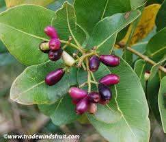 Image result for Syzygium cordatum