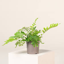 Image result for Blechnum tabulare