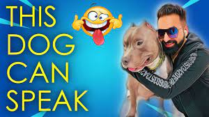 Use petfinder to find adoptable pets in your area. Our Best Tik Tok Compilation Funny Videos Brody American Bully Harpreet Sdc Youtube