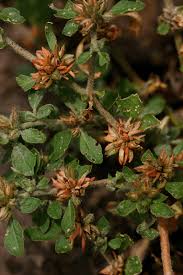 Image result for Glinus lotoides