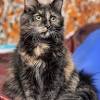 3,098 free images of black cat. 1