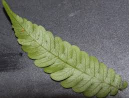 Image result for Pseudo Agrostistachys