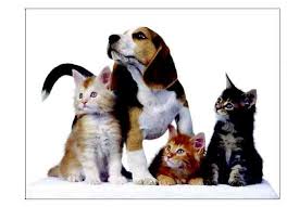 Unlike service animals that receive specific training to better assist their human companions, esas usually don't have any training beyond what might while any animal could potentially be an esa, cats are an ideal option because they're naturally affectionate and intelligent animals, and they're. Ada Revisions Limit Service Animals To Dogs Says No To Others Ida