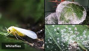 If you find fungus gnats in your home, don't stress yourself out. How To Get Rid Of Bugs In Houseplants Soil