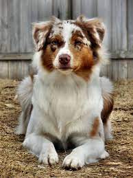 Maybe you would like to learn more about one of these? Datei Lynn Red Merle Aussie 12 Months Jpg Wikipedia