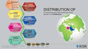 Image result for Acacia pilispina