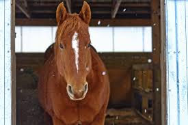 Horses do not live in barns forever but it depends on the owner of the animal if they keep them in a barn or out in the open if you have a horse its nice to have horses in warm areas will have a thinner coat than those in cold areas. Tips For Creating A Homey Barn Space For Your Horses