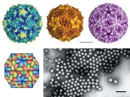 The Positive Sense Single Stranded RNA Viruses