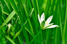 The white lotus cultivation system rated a, with 5 random tasks completed. Little White Ornithogalum Grass Lily Flowers In Summer Stock Photo Picture And Royalty Free Image Image 12841374