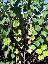 Redbud Cercis Spp Verticillium Wilt Pacific Northwest Pest Management Handbooks