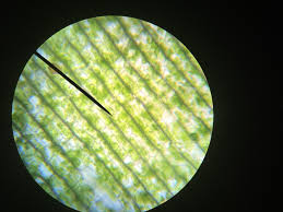 Check spelling or type a new query. What Plant Cells Look Like Under A Microscope Album On Imgur