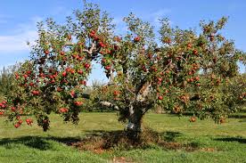 We did not find results for: 26 Gambar Pohon Apel Lengkap Richi Wallpaper