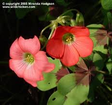 Image result for Oxalis tetraphylla