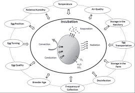 poultry egg incubation integrating and optimizing