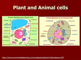 Plant Cells Plant And Animal Cells Animal Cell Plant Cell