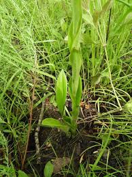 Image result for Satyrium coriophoroides