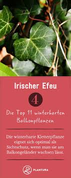 Winterharte Balkonpflanzen Robuste Pflanzen Fur Den Balkon Winterharte Balkonpflanzen Balkon Pflanzen Winterharte Kletterpflanzen