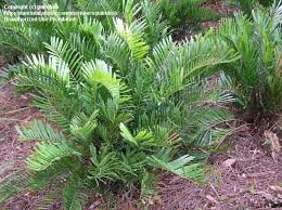 Excellent edging borders or beds. Plantfiles Pictures Cycad Coontie Florida Arrowroot Seminole Bread Zamia Integrifolia 7 By Islandjim Coontie Palm Florida Plants Palm Landscape