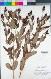 Image result for Hypericum quartinianum