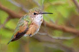 The male rufous, glowing like new copper penny, often defends a patch of flowers in a mountain meadow, vigorously chasing away all intruders (including larger birds). Rufous Hummingbird