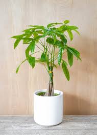 Image result for Pachira