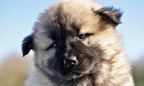 Cuterebra is a common north american fly that is attracted. Maggots On Dogs Signs Symptoms Canna Pet