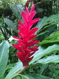 Pink Ginger Lily At Diamond Botanical Gardens St Lucia Ginger Lily Saintlucia Stlucia Flowers Flower Garden Botanical Gardens Plant Collection