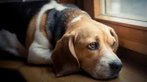 Maybe you would like to learn more about one of these? Yeast Infections In Dogs Bechewy